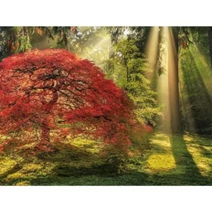 Heye Puzzle Puzzel Magic Forest - 1000 Stukjes New